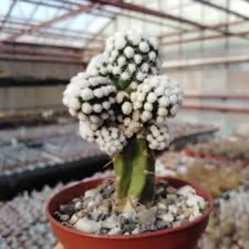 Desart Cactus Plants